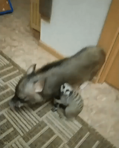 Просто гифки, всякие и&nbsp;разные