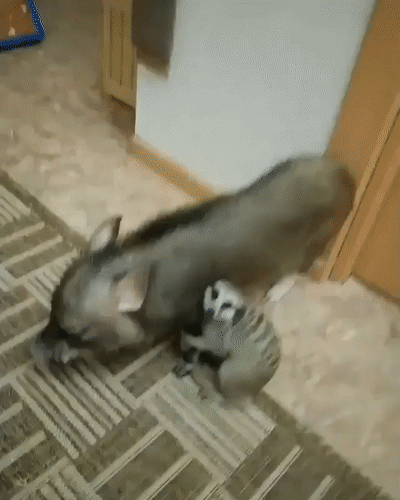 Просто гифки, всякие и&nbsp;разные