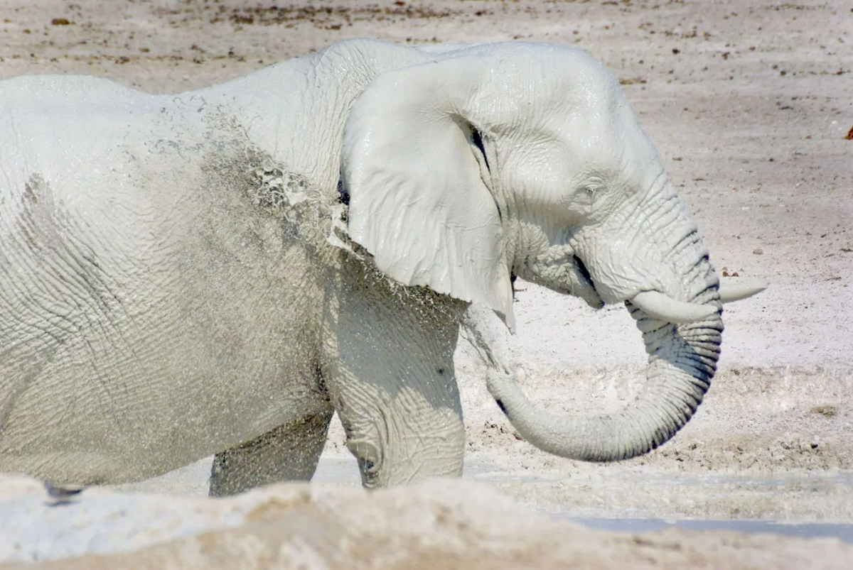 Слоны-призраки: белоснежные, странные и очень редкие