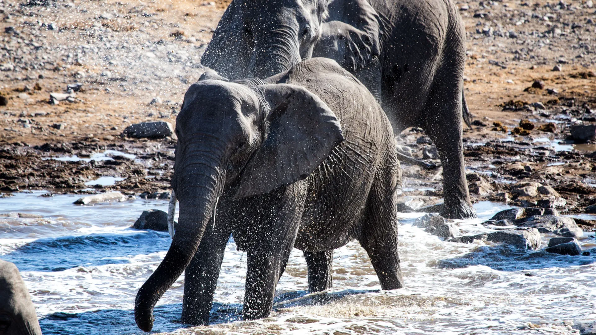 Слоны-призраки: белоснежные, странные и очень редкие