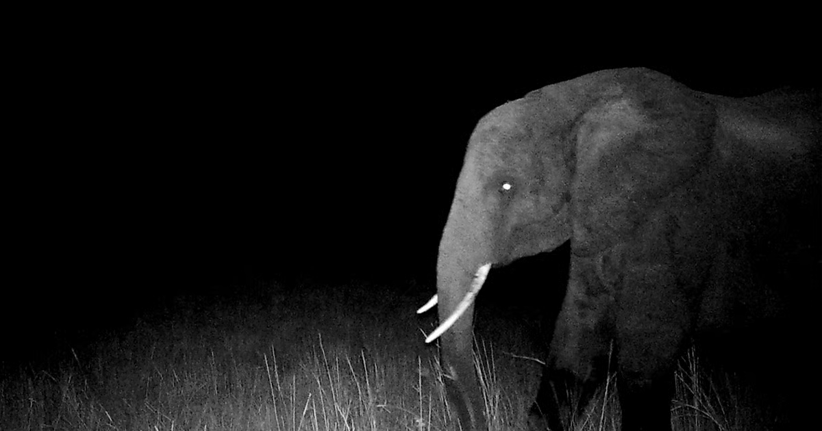 Слоны-призраки: белоснежные, странные и очень редкие