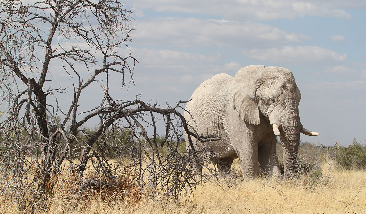 Слоны-призраки: белоснежные, странные и очень редкие