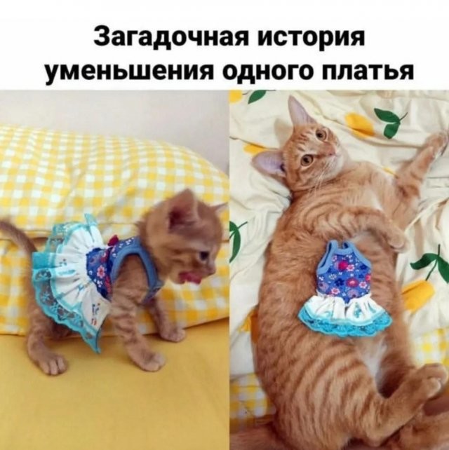 Скрины из соцсетей