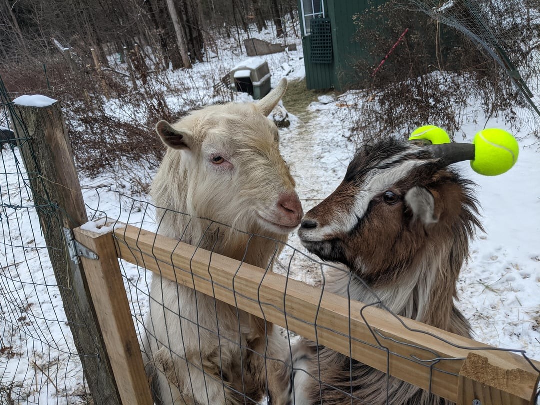 9. Мячики позора для излишне бодливых