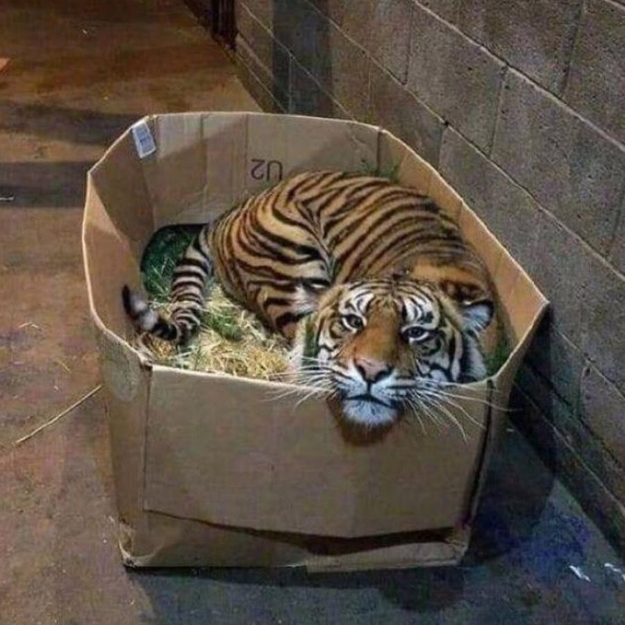 21. Маленькая коробка для большого котика