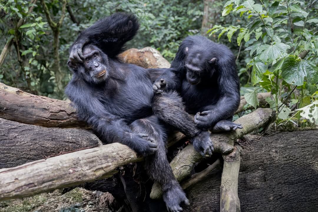 Бонобо: как неуёмная похоть изменила шимпанзе