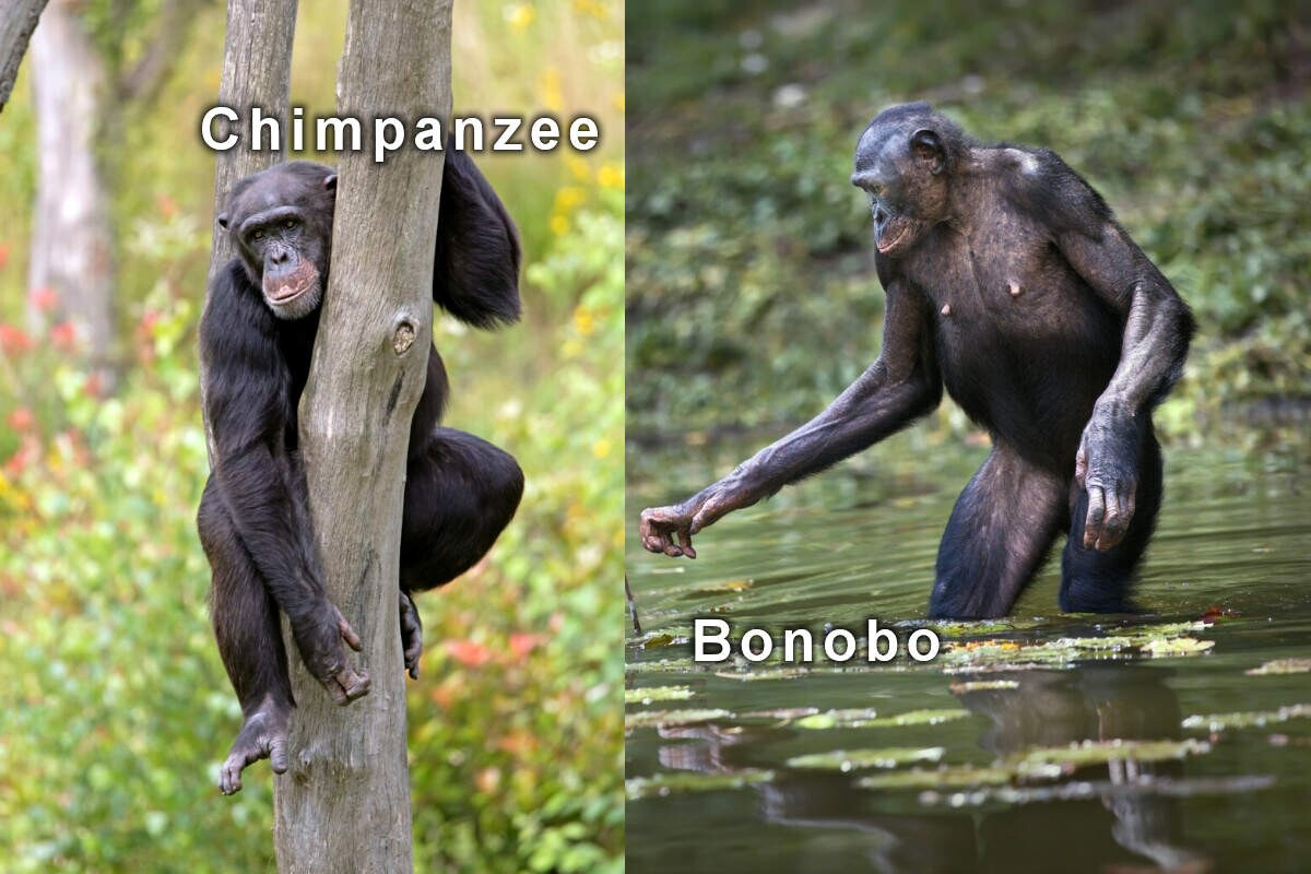 Бонобо: как неуёмная похоть изменила шимпанзе