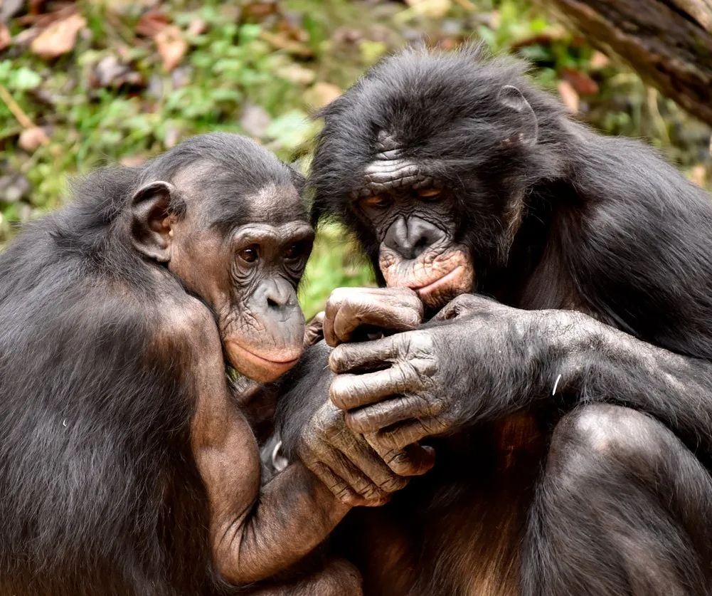 Бонобо: как неуёмная похоть изменила шимпанзе