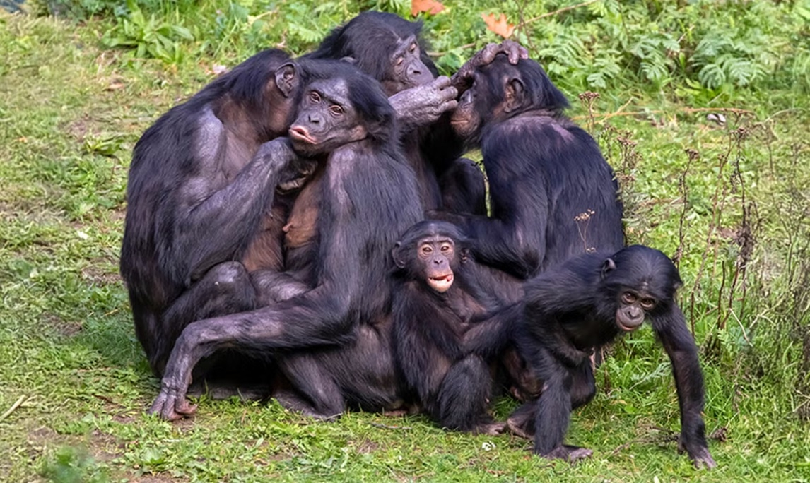 Бонобо: как неуёмная похоть изменила шимпанзе