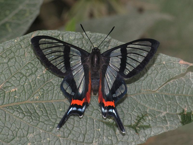 15. Sylphina Angel - бабочка с прозрачными крыльями, обитающая  в Перу, Эквадоре и Боливии