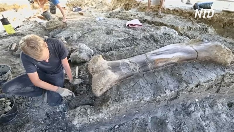 10. В департаменте Шаранта во Франции обнаружена бедренная кость динозавра возрастом 140 миллионов лет, длина которой составляет 2 метра, а вес - 500 кг