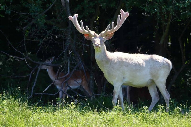 2. Олень-альбинос словно сошёл со страниц книги сказок