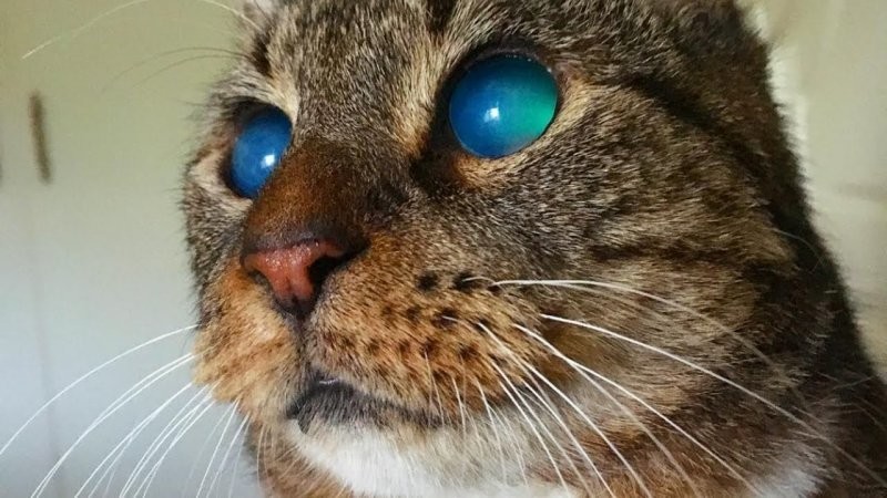 12. Кот с невероятными космическими глазами