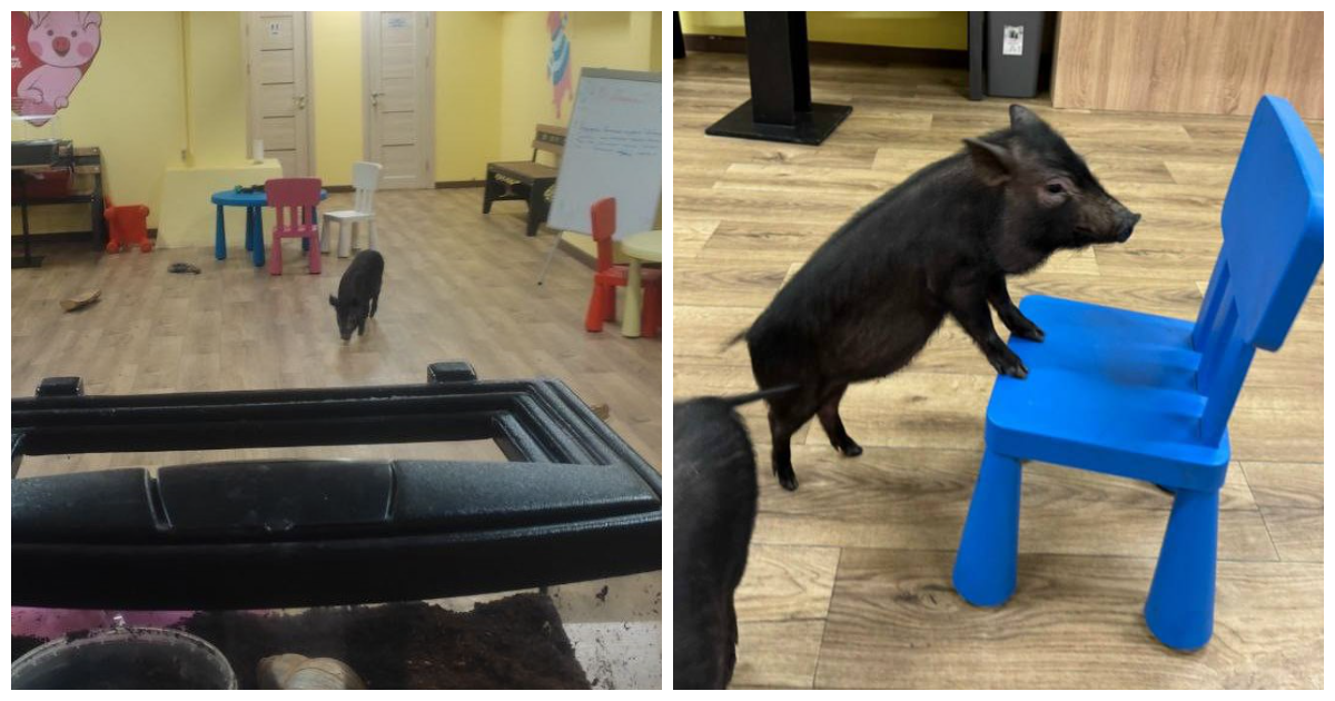 Россельхознадзор озаботился «переработками» мини-пигов в ярославском антикафе