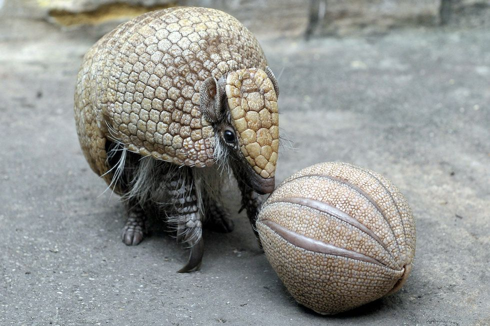 Трёхпоясный броненосец: он может вызвать панику даже у пумы и ягуара