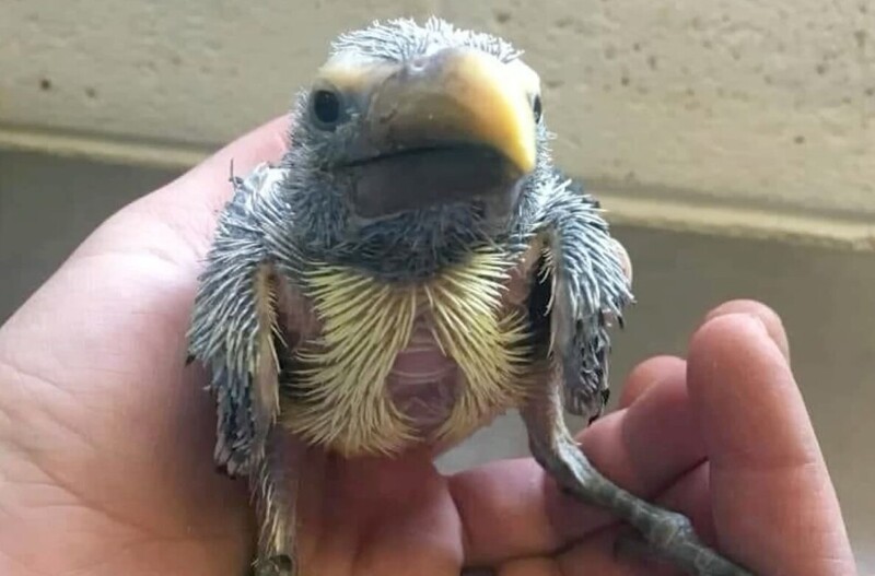 Топ-5 самых странных птенцов в мире