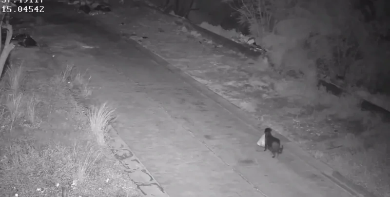 В Италии мужчина научил собаку незаконно выбрасывать мусор