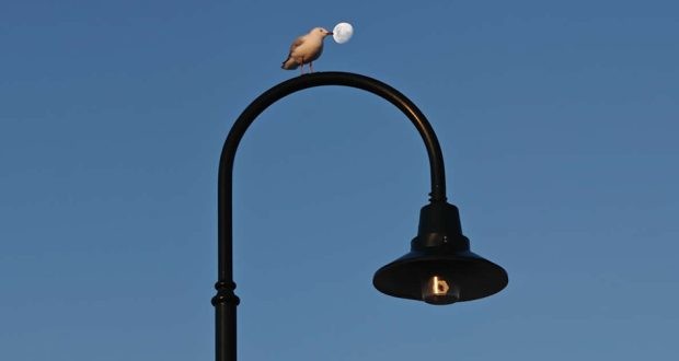 1. Птичка, решившая похитить луну