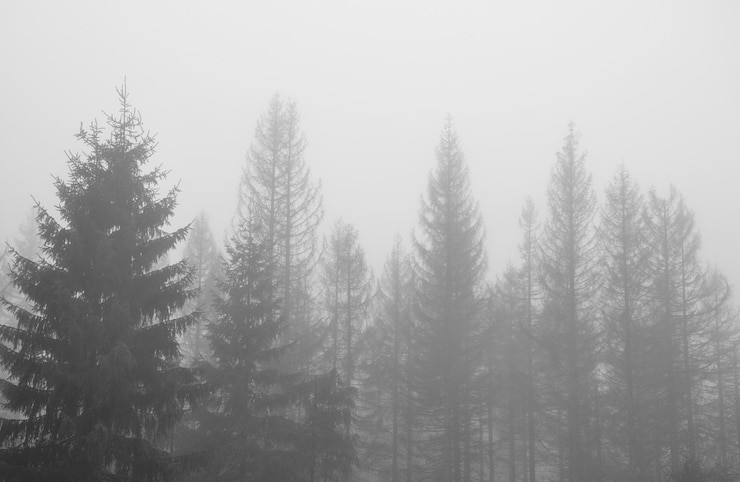 3. Мистический туманный лес