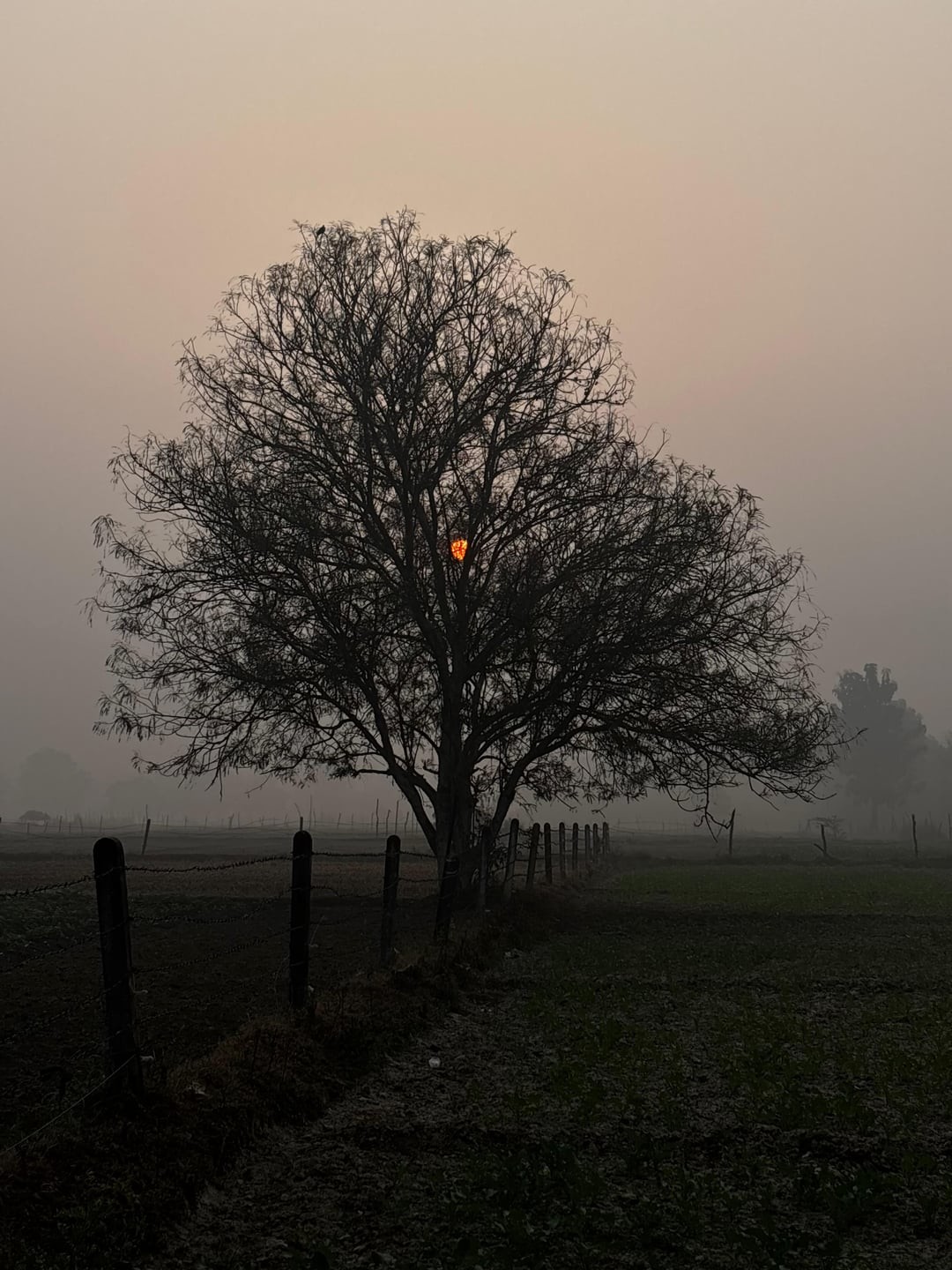 21. Рассвет в ветвях