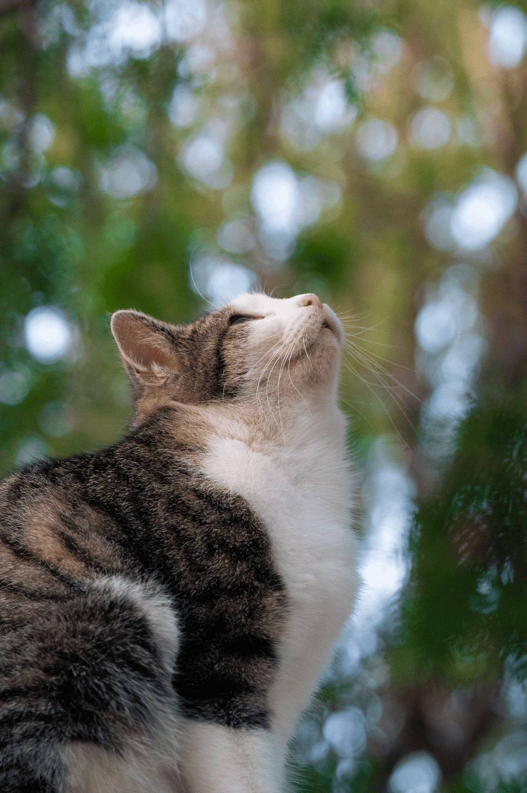 6. В мечтах о птичках