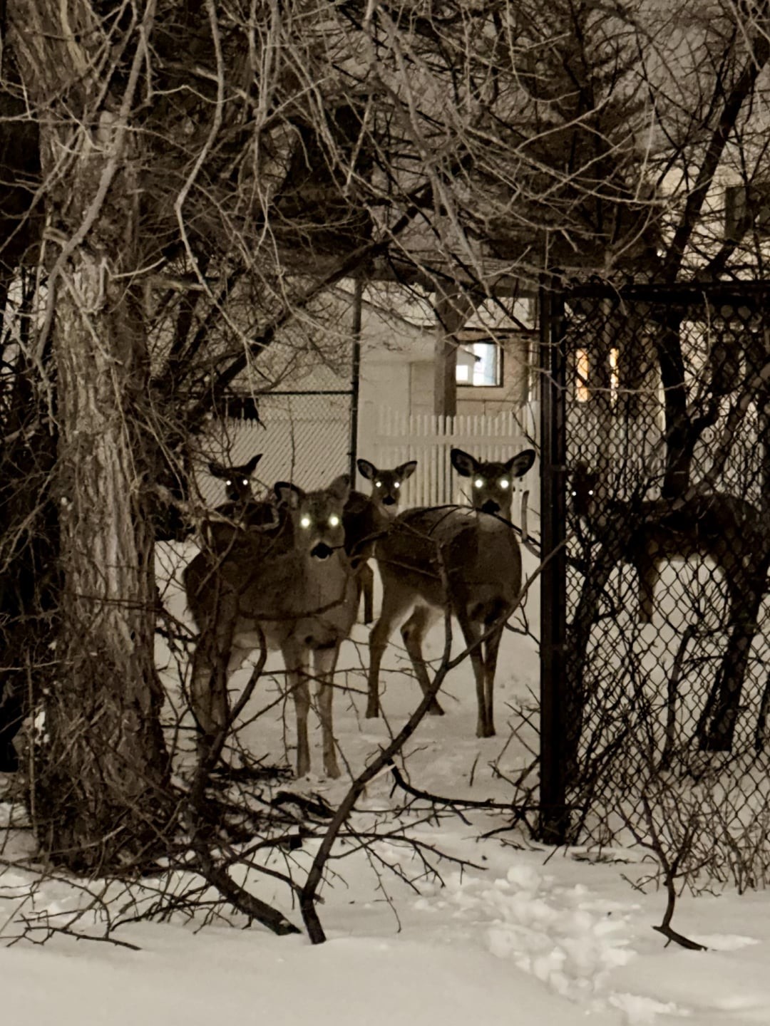 27. Неожиданные гости