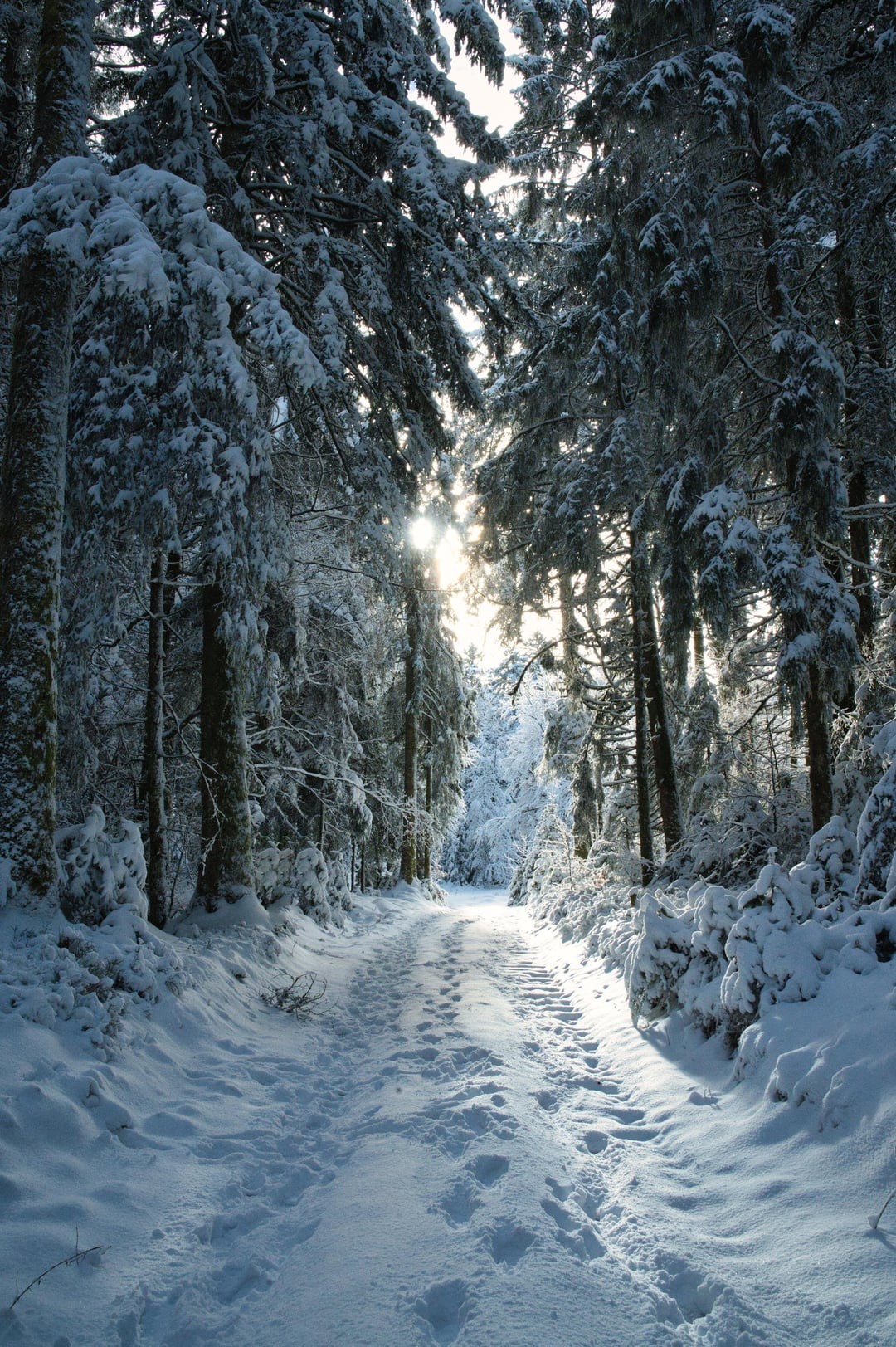 29. Зимний лес