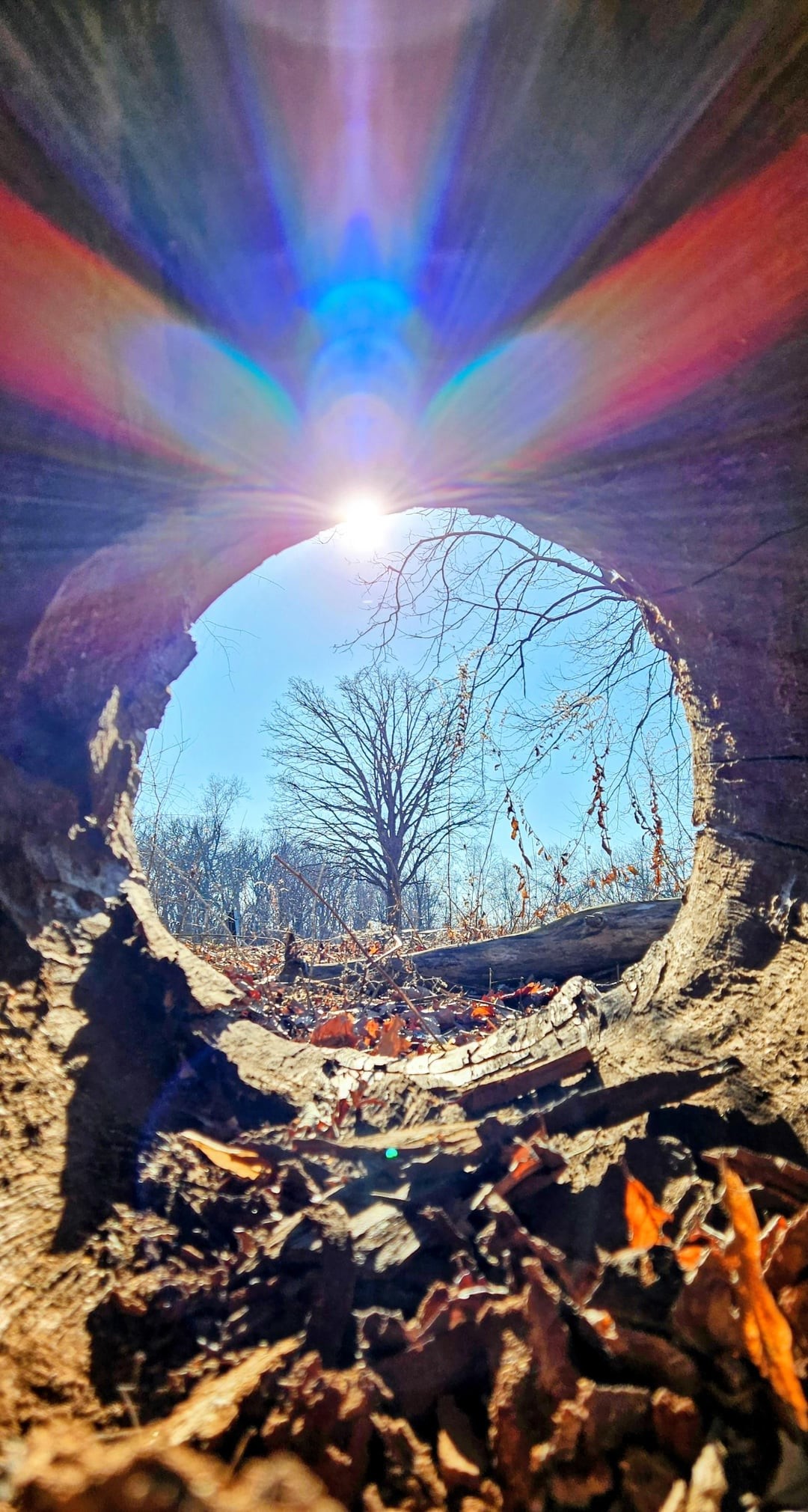 16. Сквозь дерево к дереву