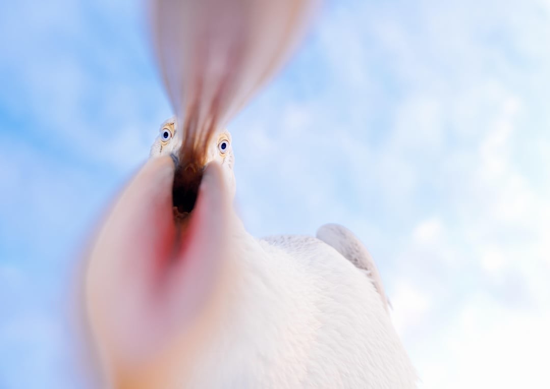 2. Пеликан, которому срочно понадобился объектив