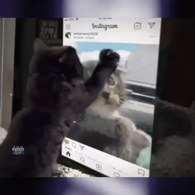 Просто гифки, всякие и&nbsp;разные