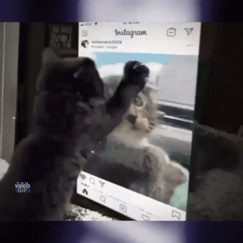 Просто гифки, всякие и&nbsp;разные