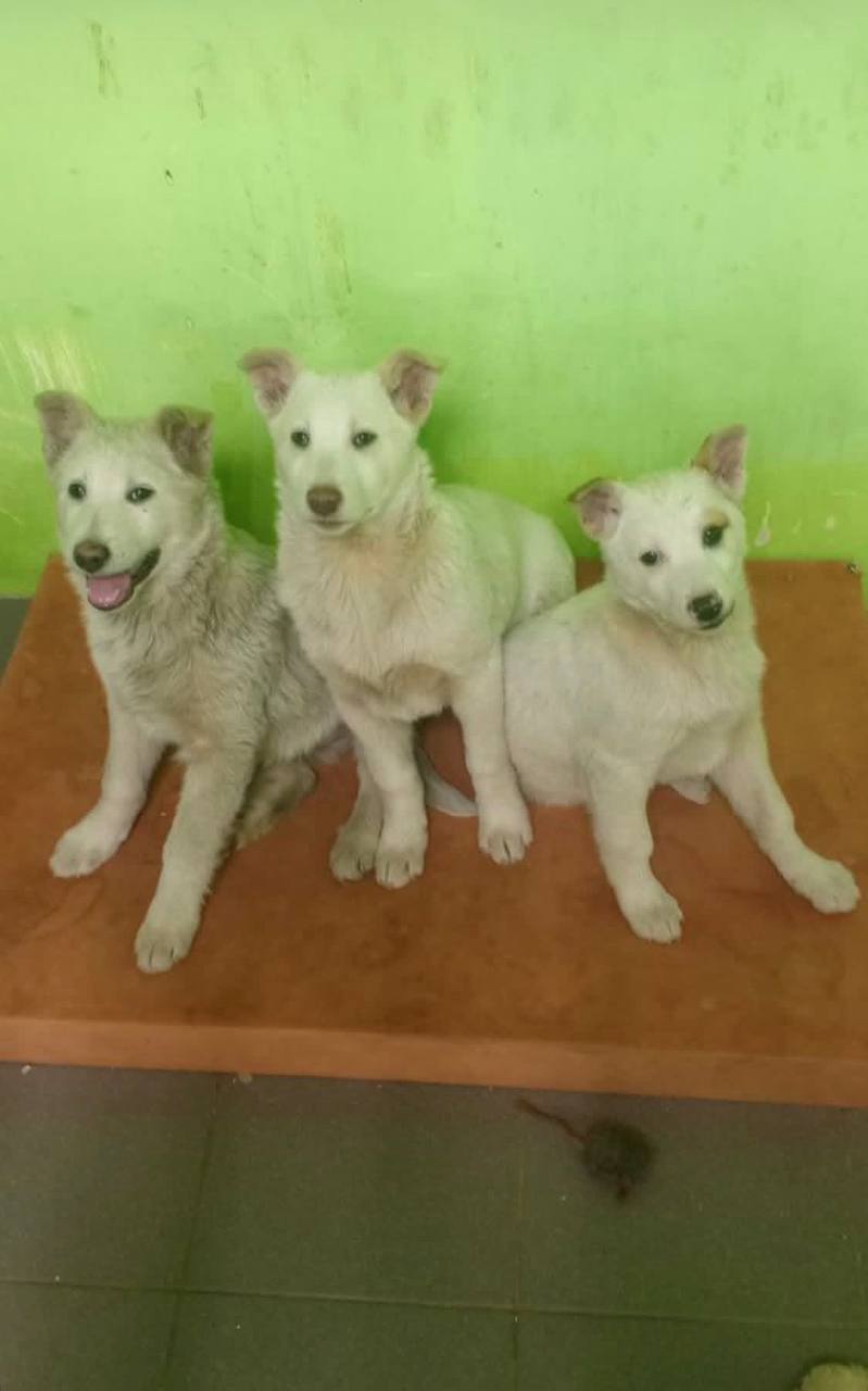 В Воронеже женщины разорили тёплый уголок для щенков и облили его хлоркой