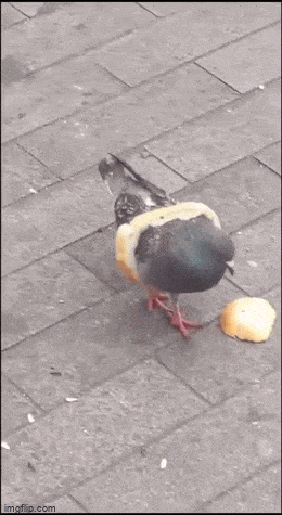 Просто гифки, всякие и&nbsp;разные