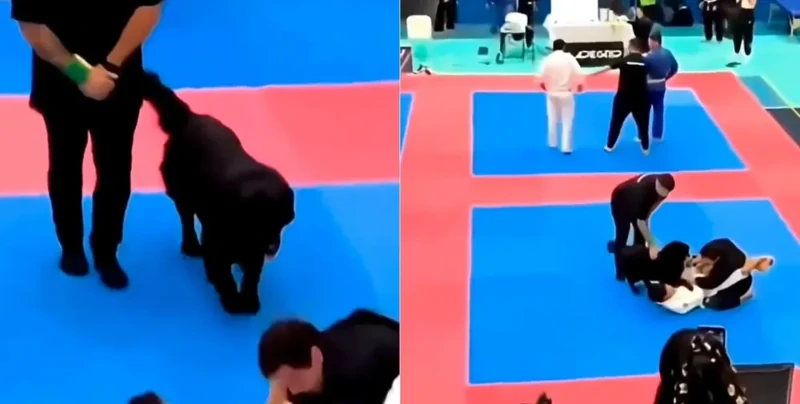 Собака бросилась "вызволять" хозяина во время турнира по джиу-джитсу