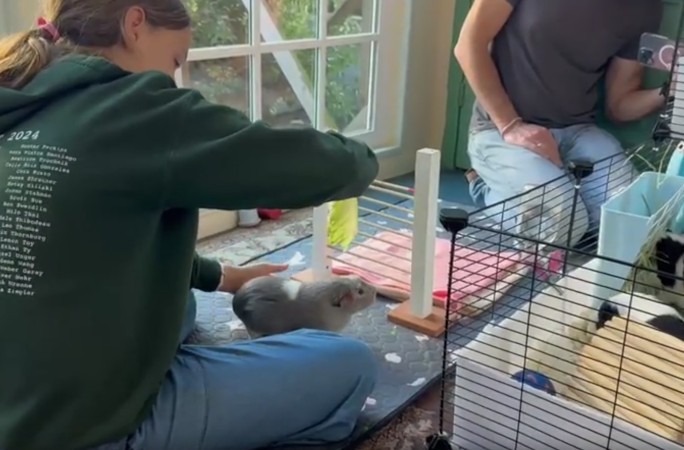 Морская свинка  попала в Книгу рекордов Гиннесса, научившись прыгать через планку