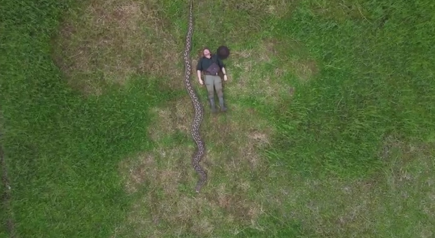 В Индонезии нашли рекордного сетчатого питона длиной 7,2 метра