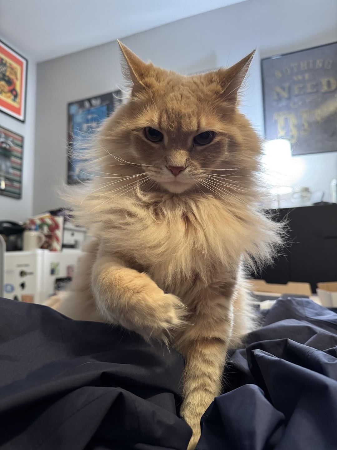 22. Утро начинается, котик улыбается