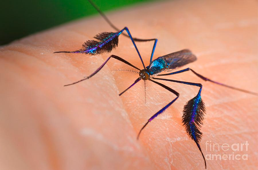 Сабетес: этот род комаров решил выглядеть потрясающе, но зачем?