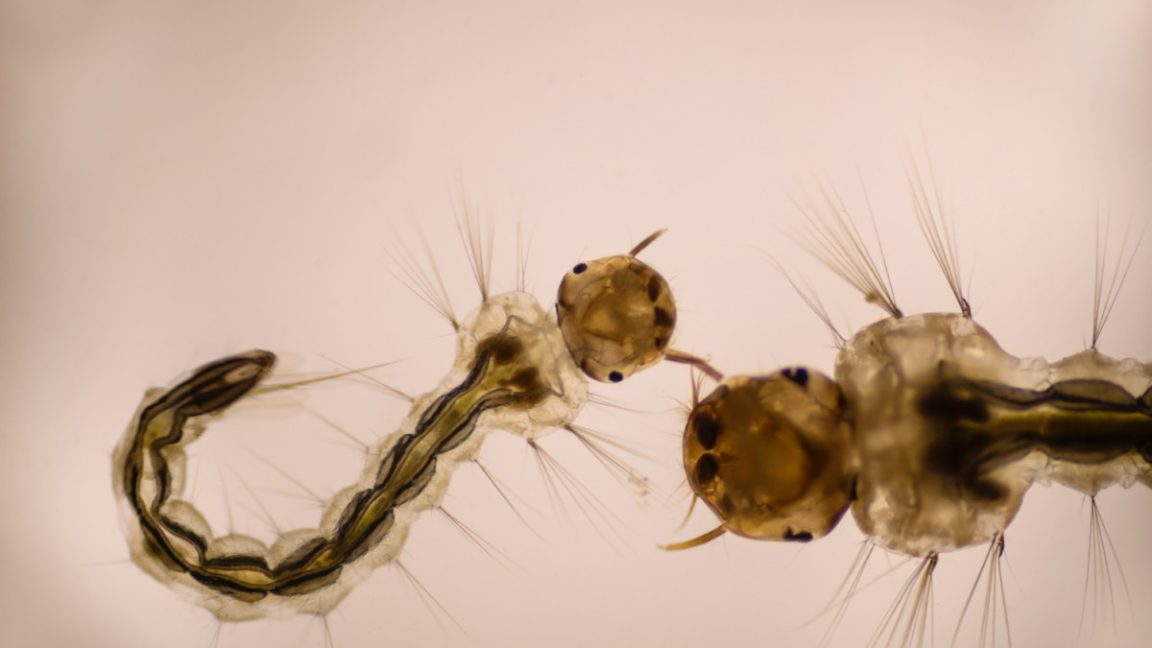 Сабетес: этот род комаров решил выглядеть потрясающе, но зачем?