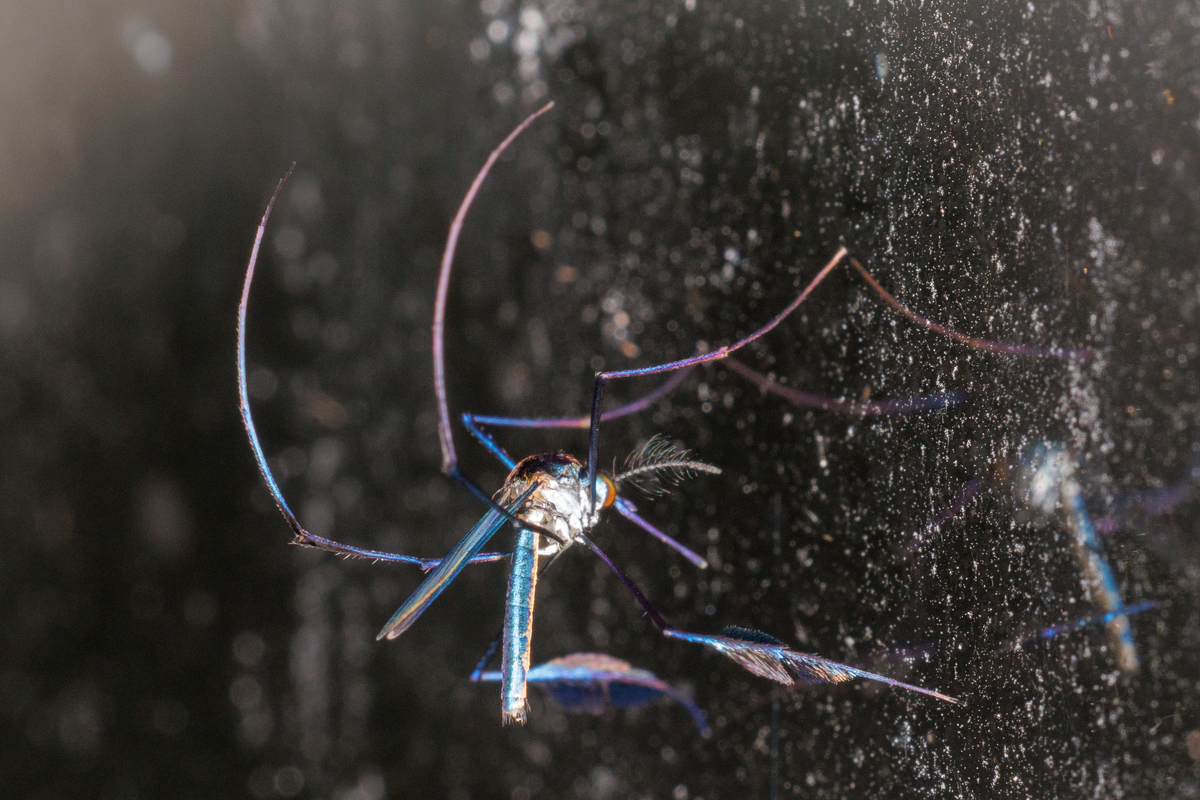 Сабетес: этот род комаров решил выглядеть потрясающе, но зачем?