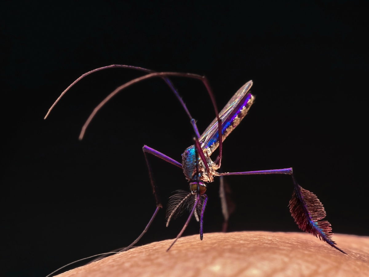 Сабетес: этот род комаров решил выглядеть потрясающе, но зачем?