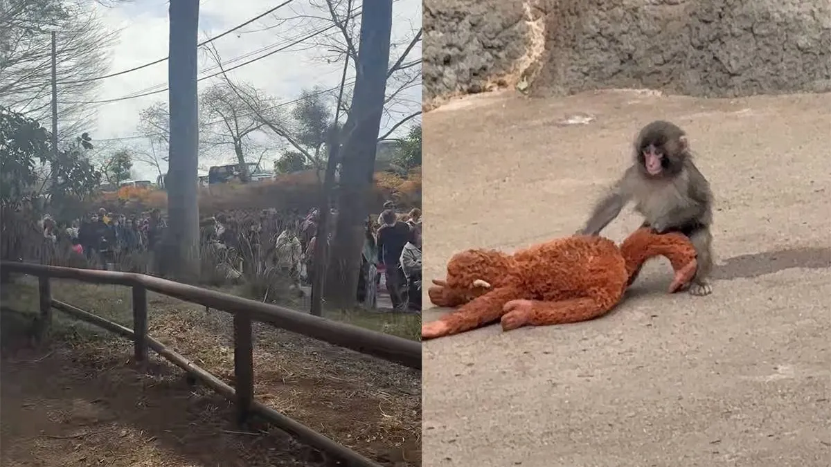 Панч — маленький макак, ради которого люди стоят в очереди в зоопарке