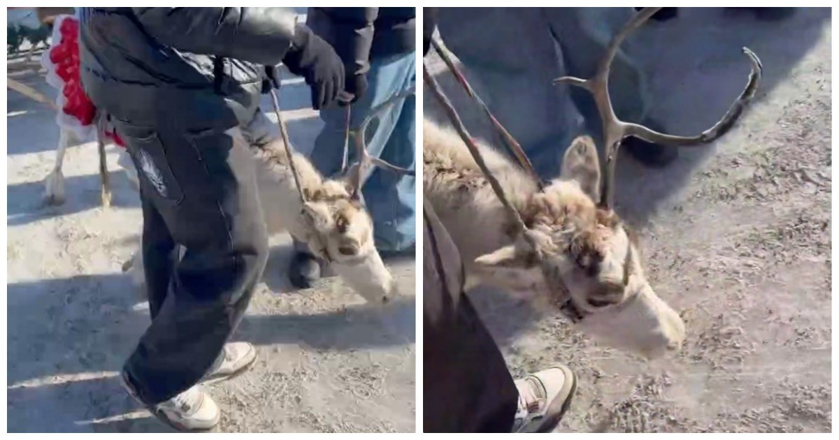 Измученный олень на ярмарке в Красноярском крае