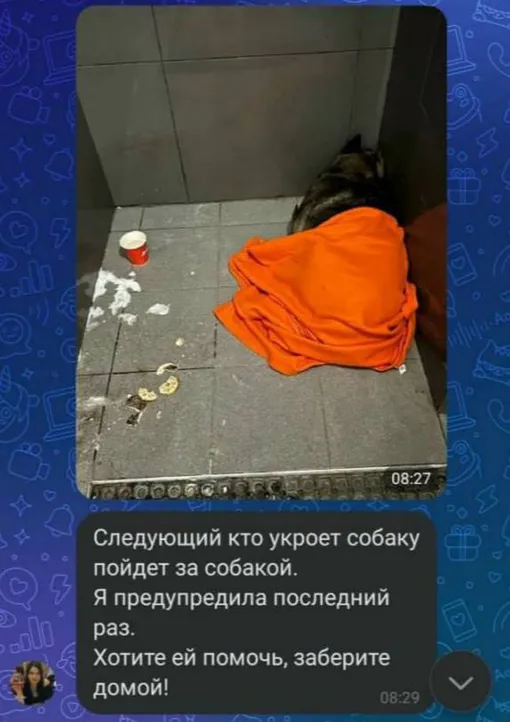 Курьера «Додо Пиццы» уволили после того, как он укрыл пледом бездомную собаку в −20 градусов