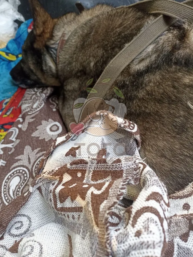 Курьера «Додо Пиццы» уволили после того, как он укрыл пледом бездомную собаку в −20 градусов