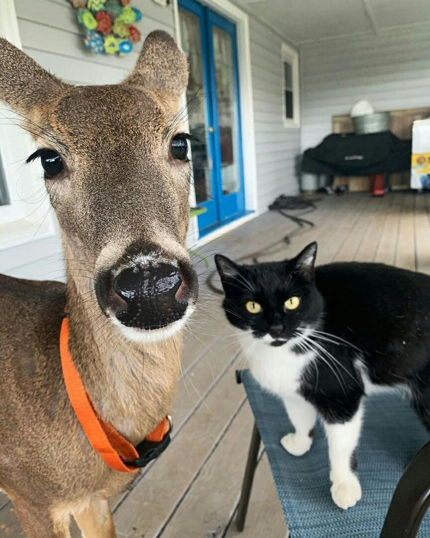 7. Теперь он будет жить с нами