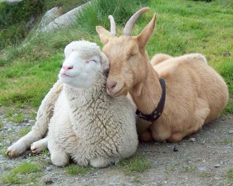 27 трогательных примеров невероятной дружбы животных, от которой мир становится добрее дружба животных, необычная дружба, кошки и собаки, животные, природа, трогательные фото, подборка фото, котики, собаки, счастливые животные