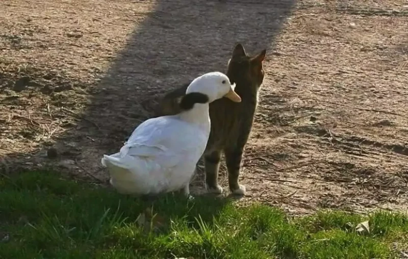 27 трогательных примеров невероятной дружбы животных, от которой мир становится добрее дружба животных, необычная дружба, кошки и собаки, животные, природа, трогательные фото, подборка фото, котики, собаки, счастливые животные