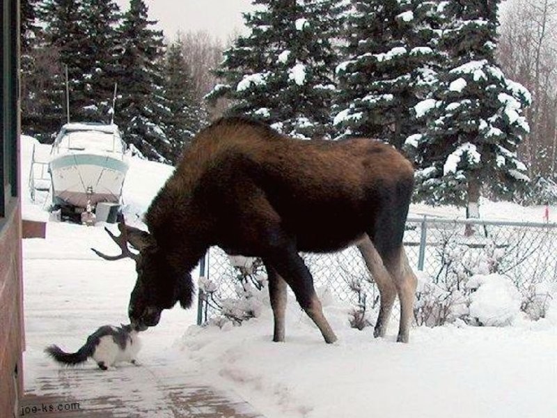 27 трогательных примеров невероятной дружбы животных, от которой мир становится добрее дружба животных, необычная дружба, кошки и собаки, животные, природа, трогательные фото, подборка фото, котики, собаки, счастливые животные