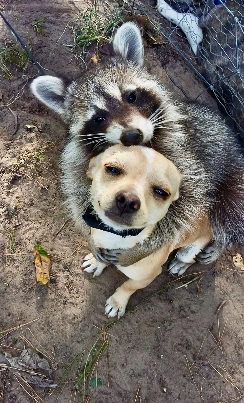 27 трогательных примеров невероятной дружбы животных, от которой мир становится добрее дружба животных, необычная дружба, кошки и собаки, животные, природа, трогательные фото, подборка фото, котики, собаки, счастливые животные